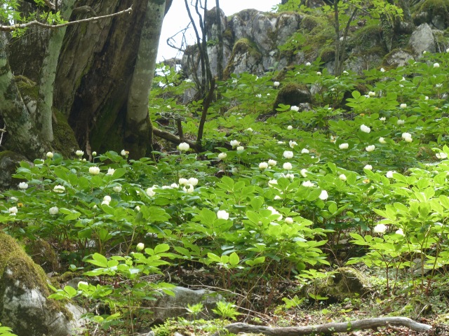 f0357487_22124493.jpg