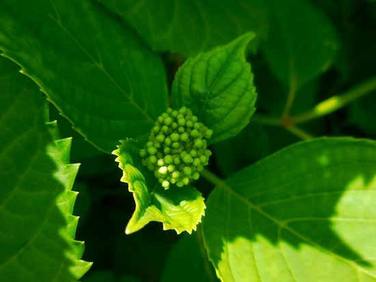c0327752_14444268.jpg