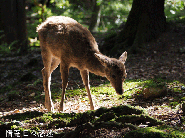 e0346064_0133782.gif