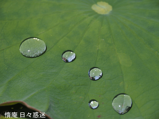 e0346064_19564717.gif