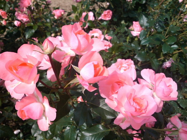 f0322282_18045737.jpg