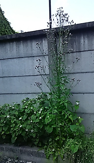 d0081485_9502568.jpg