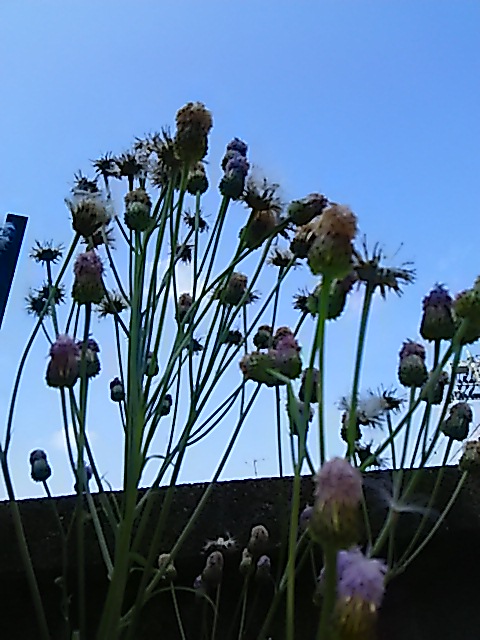 d0081485_9512350.jpg