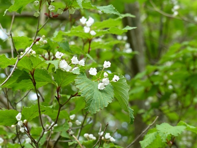 f0357487_14361867.jpg