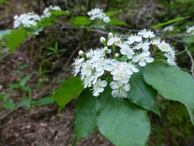 f0357487_1535121.jpg