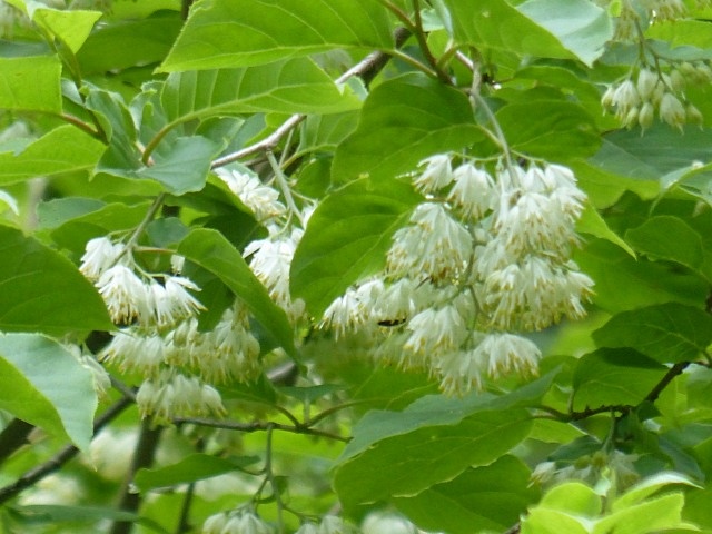 f0357487_15371975.jpg