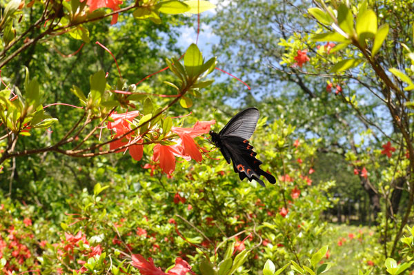 c0049095_1155481.jpg
