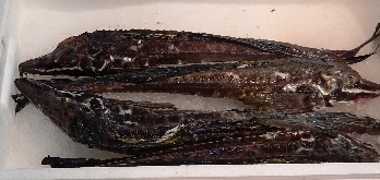 e0077899_16462455.jpg