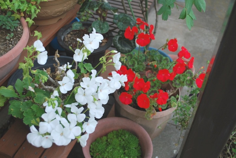 e0025300_20154969.jpg