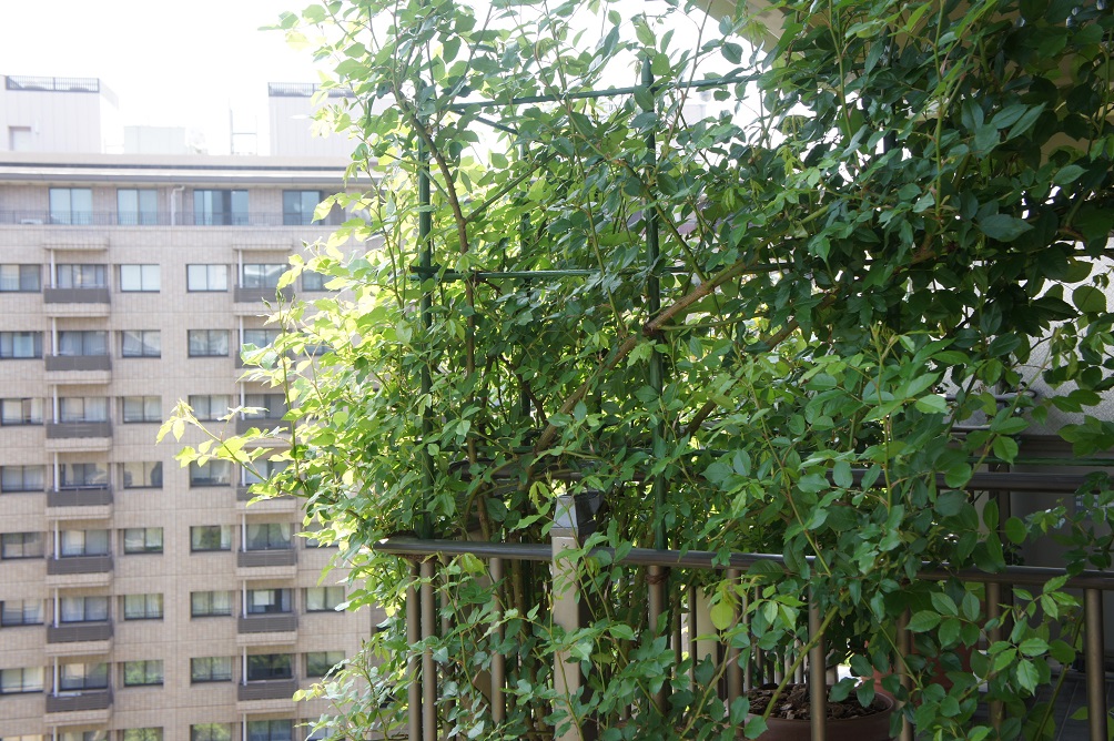 b0112909_1855631.jpg