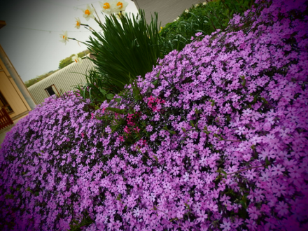 a0114514_20133512.png