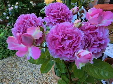 c0204121_23372283.jpg