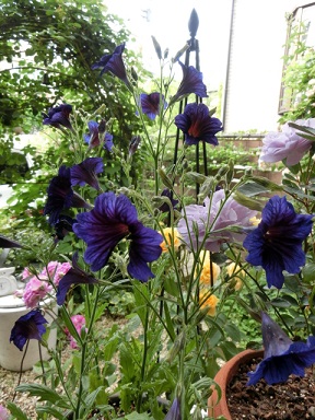 c0204121_23423972.jpg
