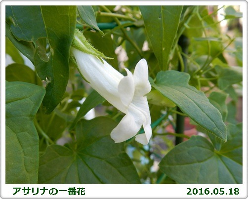 e0033229_15371344.jpg