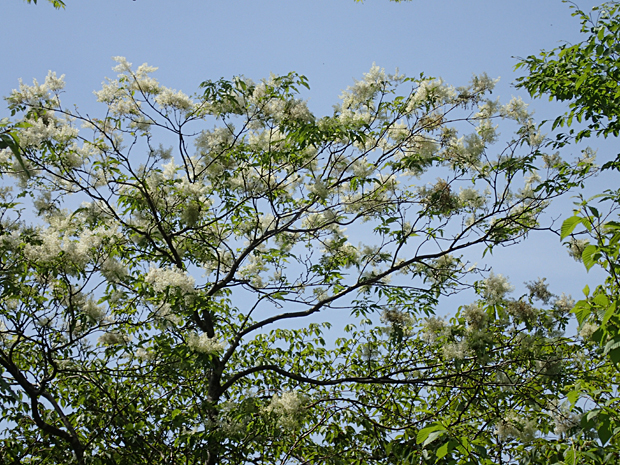 f0214649_3474980.jpg