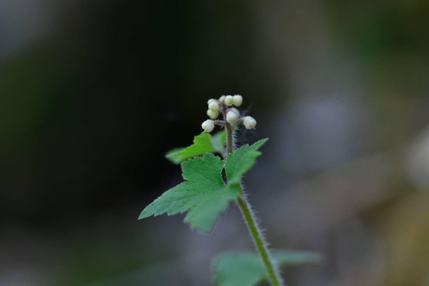d0328977_10181493.jpg