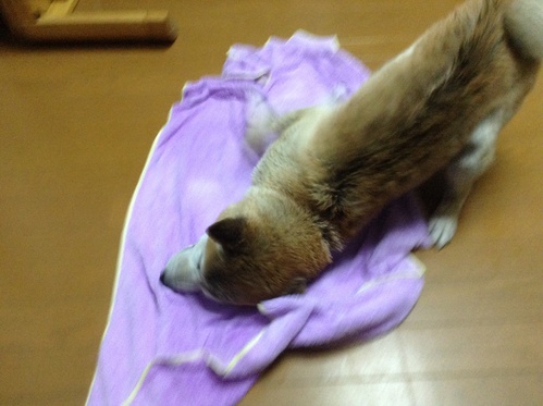 c0123890_231805.jpg