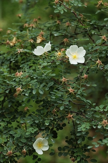 e0209997_1292983.jpg
