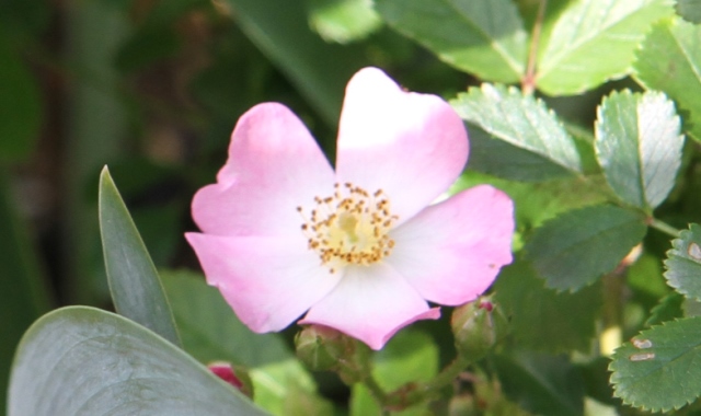 c0162817_9353983.jpg