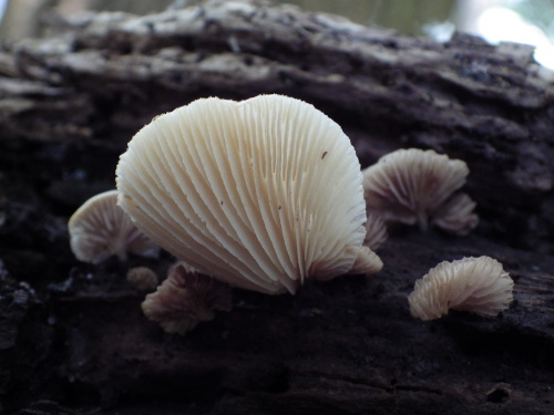 e0352220_21290751.jpg