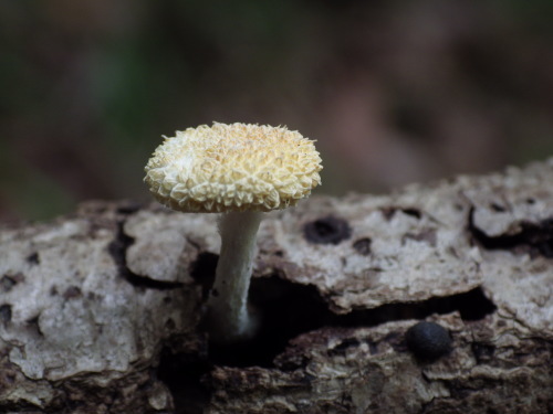 e0352220_21331552.jpg