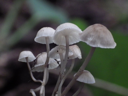 e0352220_21354581.jpg
