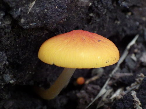 e0352220_21384085.jpg