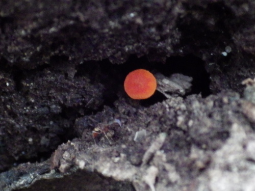 e0352220_21410915.jpg