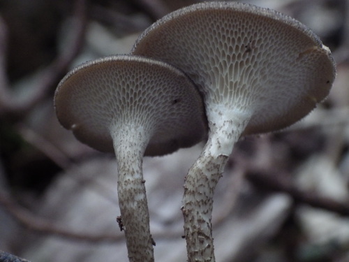 e0352220_21445284.jpg
