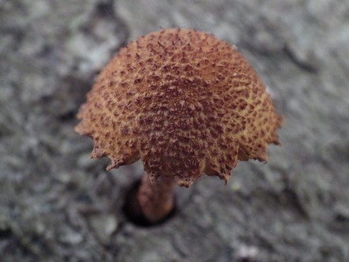 e0352220_21472391.jpg