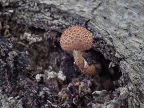 e0352220_21475037.jpg