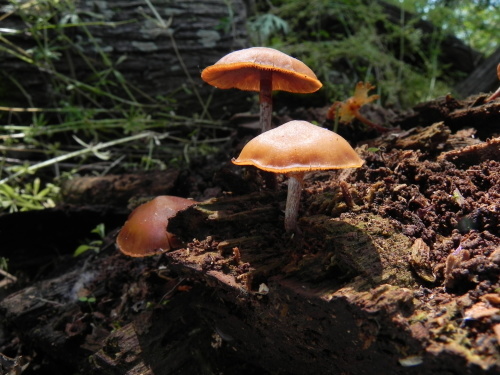 e0352220_21545799.jpg