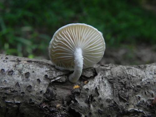 e0352220_22075355.jpg