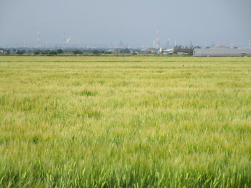 a0345833_22450949.jpg