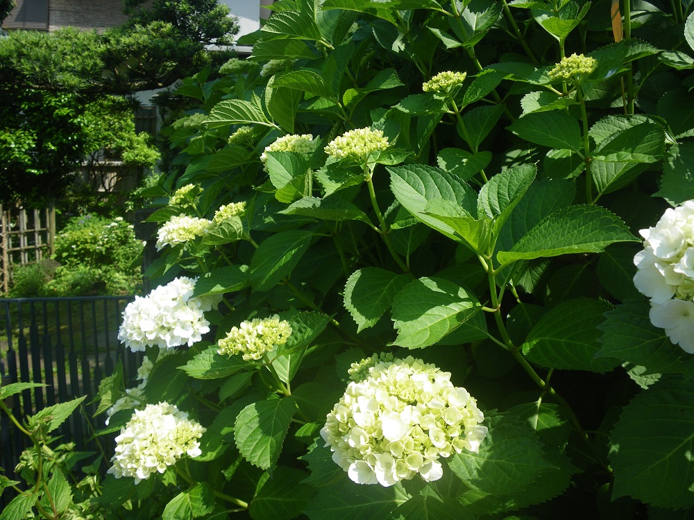 c0033636_17312035.jpg