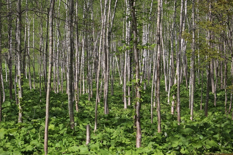 b0250154_20504183.jpg