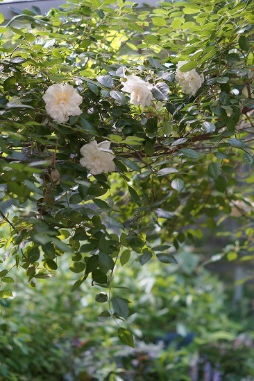 d0083761_20115209.jpg
