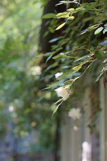 d0083761_20130179.jpg