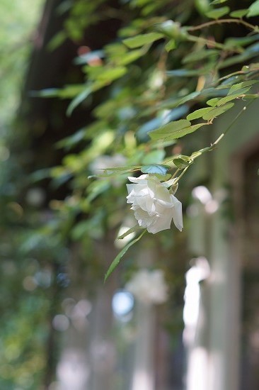 d0083761_20145157.jpg
