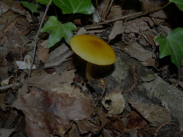 d0019074_6211432.jpg