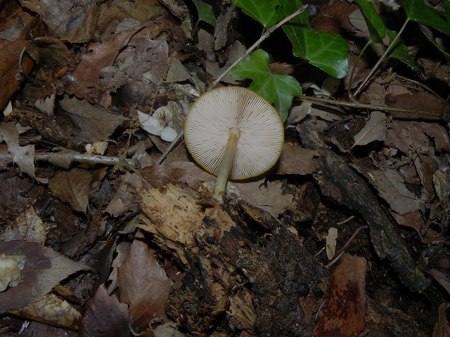 d0019074_6214825.jpg