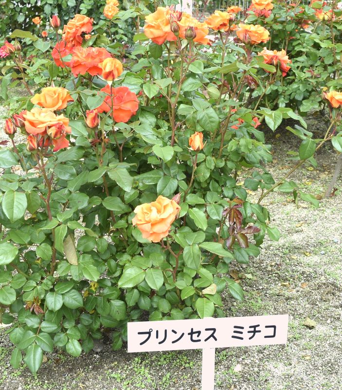 d0061579_954059.jpg