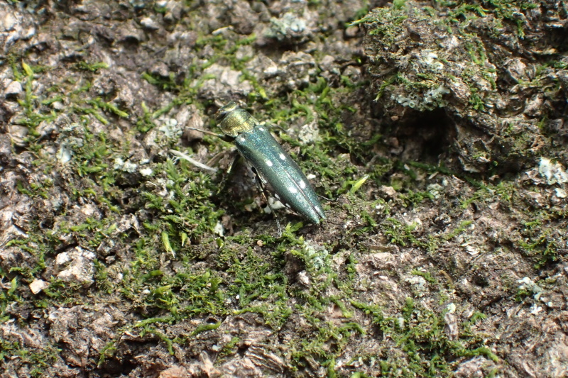 c0369491_01031136.jpg