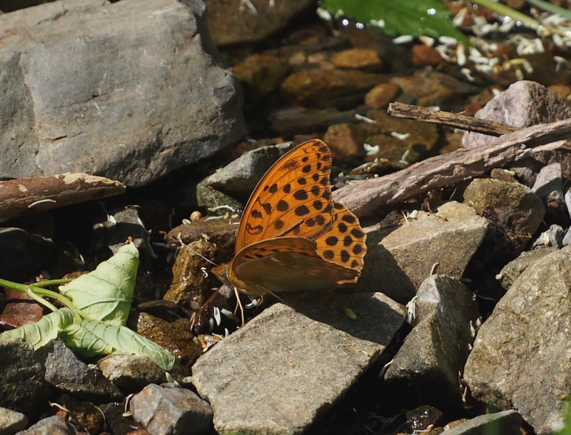 b0194593_2257135.jpg