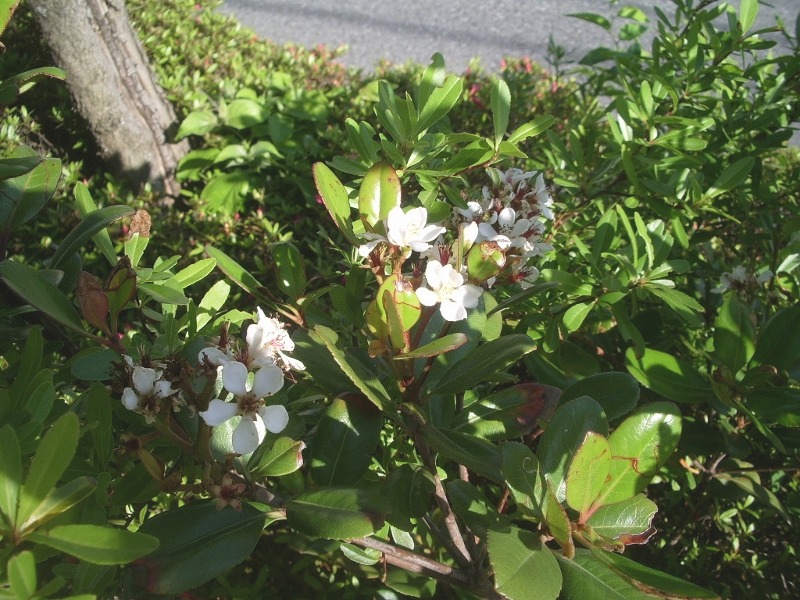 e0025300_1844645.jpg