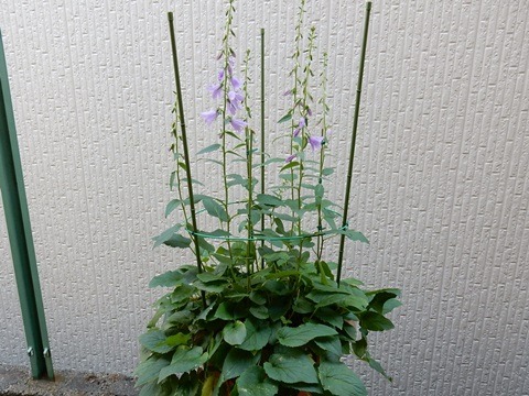 e0033229_18131486.jpg