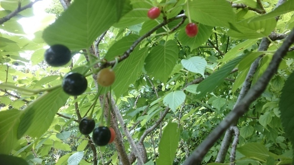 c0229433_14460996.jpg