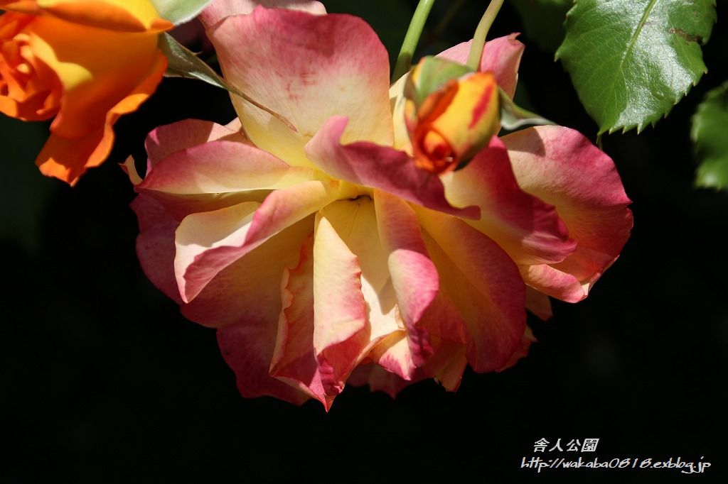 e0052135_22442245.jpg