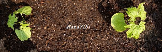 c0249836_20523342.jpg