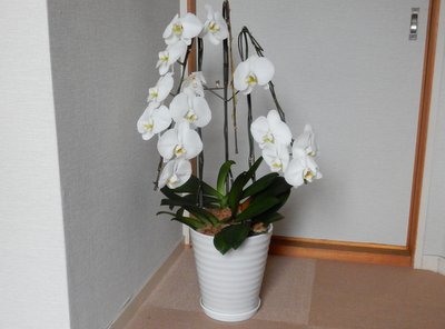 a0142343_1813171.jpg